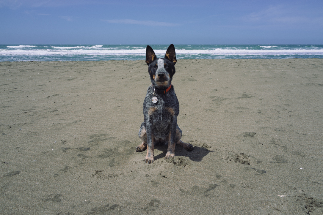 Ocean Beach